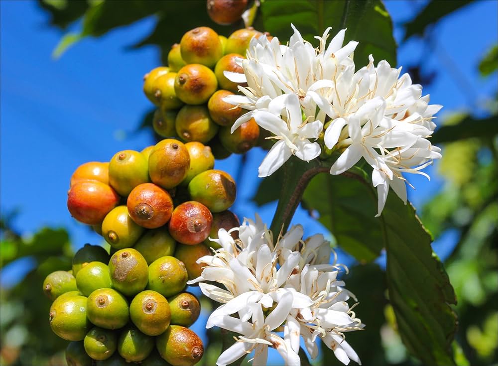 Coffee Beans