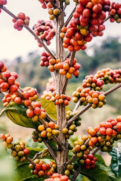 Coffee Beans