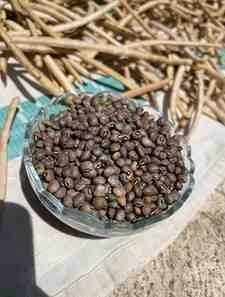 Black Eyed Peas