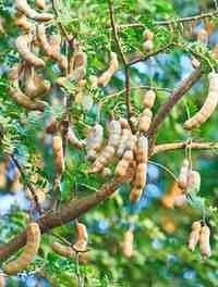 Tamarind