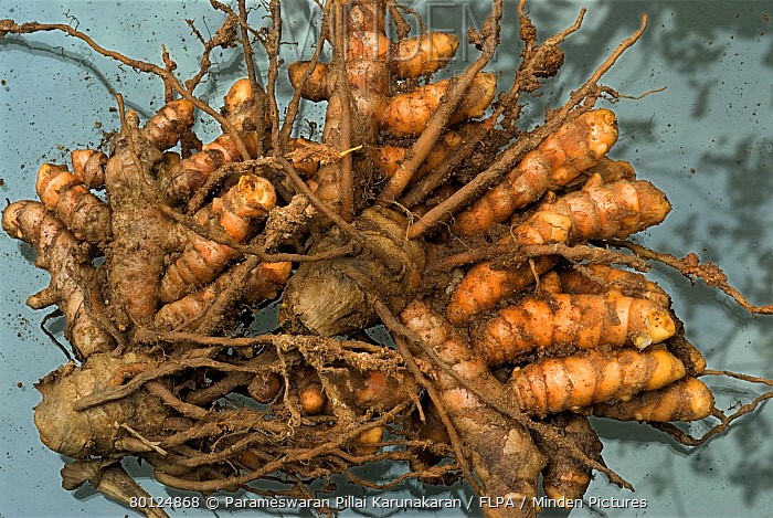 Wild Turmeric